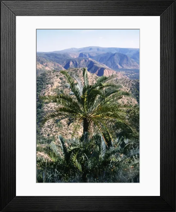 Framed Print : Cycads Eastern Cape South Africa Framed Print : Cycads Eastern Cape South Africa
