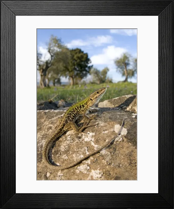 Framed Print : Italian Wall Lizard - in habitat - male - Tuscany - Italy Framed Print : Italian Wall Lizard - in habitat - male - Tuscany - Italy