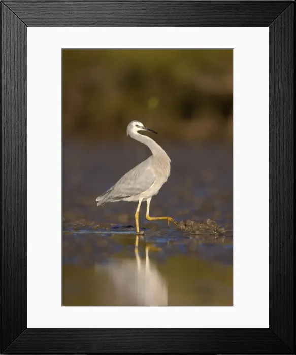 Framed Print : White-Faced Heron - on mudflats near mangroves - Queensland - Australia Framed Print : White-Faced Heron - on mudflats near mangroves - Queensland - Australia
