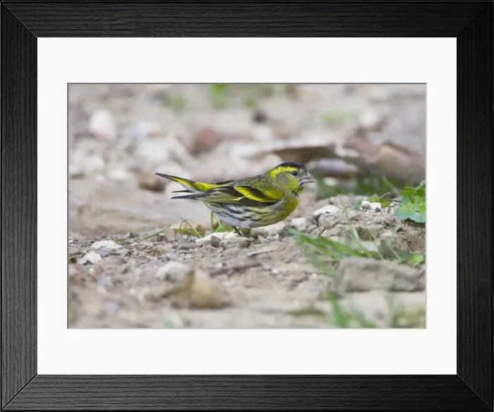 Framed Print : Eurasian Siskin - male - Andalucia - Spain - February Framed Print : Eurasian Siskin - male - Andalucia - Spain - February