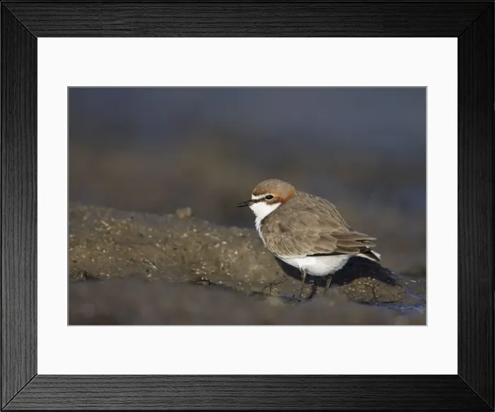 Framed Print : Red-Capped Plover - on beach - Queensland - Australia Framed Print : Red-Capped Plover - on beach - Queensland - Australia