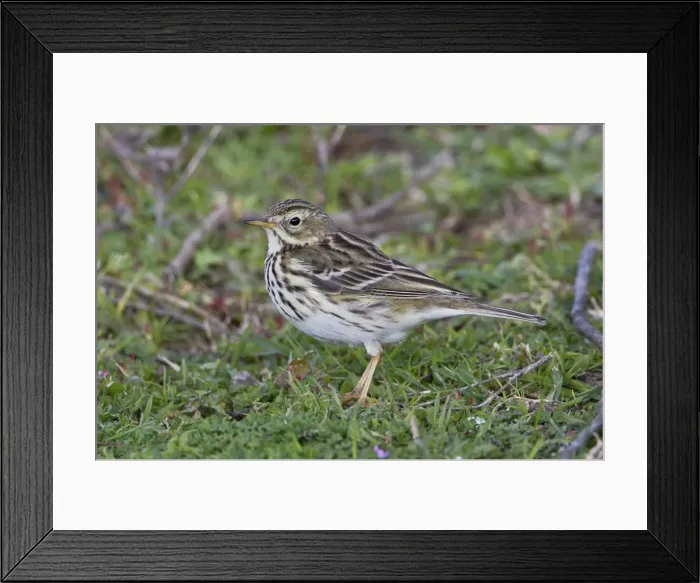 Framed Print : Meadow Pipit - Andalucia - Spain - February Framed Print : Meadow Pipit - Andalucia - Spain - February