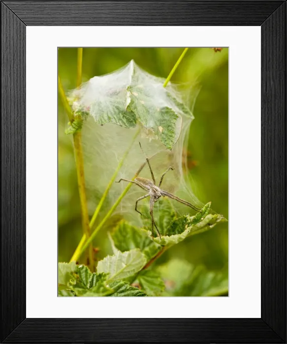 Framed Print : Wolf Spider - where the female guards the eggs and young; on nest. Dorset