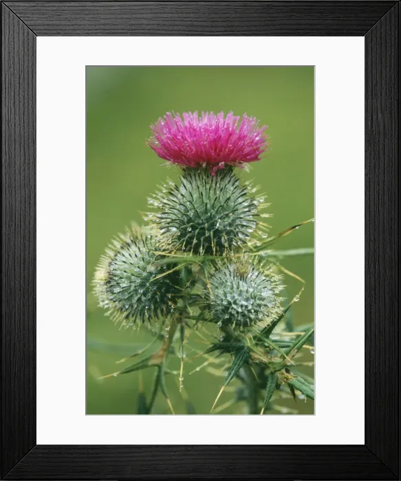 Framed Print : Spear Thistle ROG 10976 Widspread weed Cirsium vulgare © Bob Gibbons / ARDEA LONDON Framed Print : Spear Thistle ROG 10976 Widspread weed Cirsium vulgare © Bob Gibbons / ARDEA LONDON