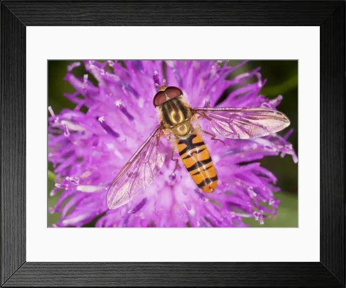 Framed Print : Common Hoverfly - on knapweed flower - Dorset Framed Print : Common Hoverfly - on knapweed flower - Dorset