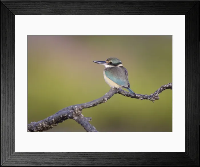 Framed Print : Collared / Mangrove Kingfisher - sitting on old mangrove roots overlooking mudflats and mangroves - perch has small barnacles attached showing that the tide covers the plant - Bowen - Queensland - Australia Framed Print : Collared / Mangrove Kingfisher - sitting on old mangrove roots overlooking mudflats and mangroves - perch has small barnacles attached showing that the tide covers the plant - Bowen - Queensland - Australia