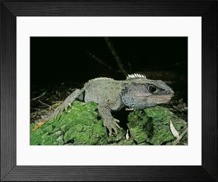 Framed Print : Tuatara. PJM-23. TUATARA. Sphenodon punctatus