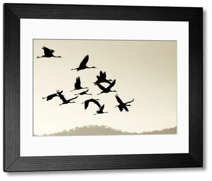 Framed Print : Brolga - silhouette of flock in flight - official bird emblem of the state of Queensland - Australia Framed Print : Brolga - silhouette of flock in flight - official bird emblem of the state of Queensland - Australia
