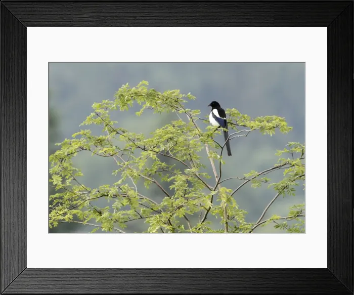 Framed Print : Magpie - perched in Robinia tree - Lower Saxony - Germany Framed Print : Magpie - perched in Robinia tree - Lower Saxony - Germany