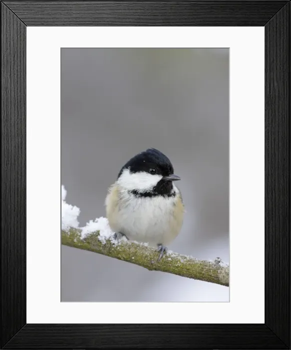 Framed Print : Coal Tit - in winter on snow covered twig - Cleveland -UK Framed Print : Coal Tit - in winter on snow covered twig - Cleveland -UK
