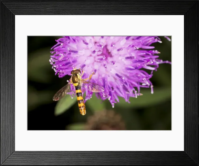 Framed Print : Common Hoverfly - male on knapweed flower. Dorset garden Framed Print : Common Hoverfly - male on knapweed flower. Dorset garden