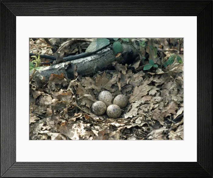 Framed Print : Woodcock nest with 4 eggs Framed Print : Woodcock nest with 4 eggs