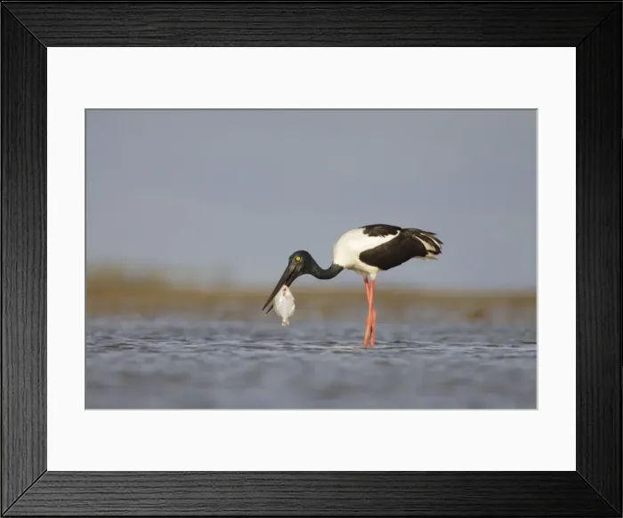 Framed Print : Black-Necked Stork  /  Jabiru  /  Korrorook  /  Monti - female snatching flat fish in shallow seawater over tidal mudflats - Queensland - Australia
