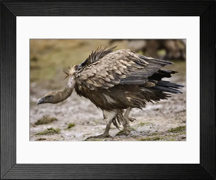 Framed Print : Eurasian Griffon Vulture - in threatening pose - Spanish Pyrenees - December Framed Print : Eurasian Griffon Vulture - in threatening pose - Spanish Pyrenees - December