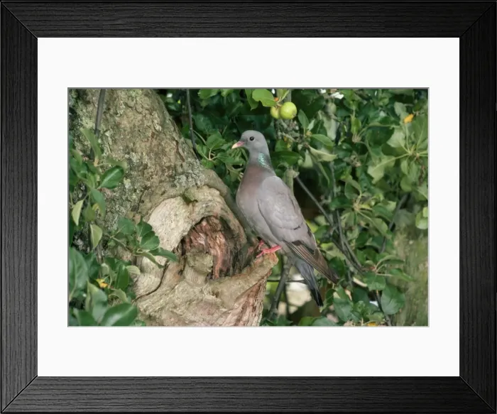 Framed Print : Stock Dove - at nest site Framed Print : Stock Dove - at nest site