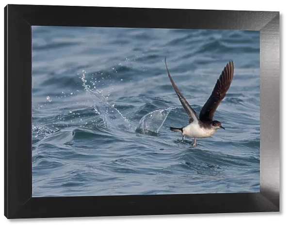 Manx Shearwater - in flight - running on the sea for take off - Dorset - UK