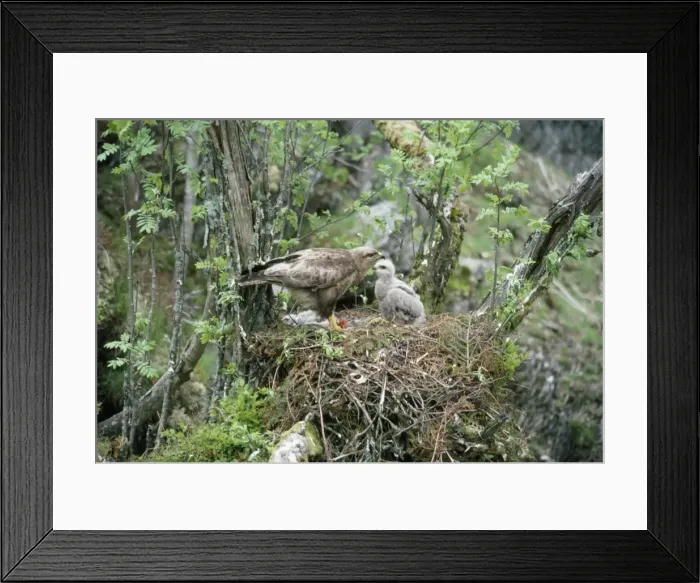 Framed Print : Buzzard - adult with chick at nest Framed Print : Buzzard - adult with chick at nest