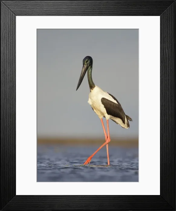 Framed Print : Black-Necked Stork  /  Jabiru  /  Korrorook  /  Monti - male wading in shallow seawater over tidal mudflats - Queensland - Australia