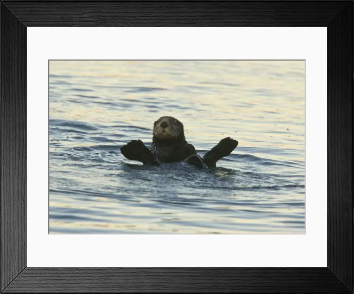 Framed Print : Sea Otter - surfacing after feeding in the sea off southern California