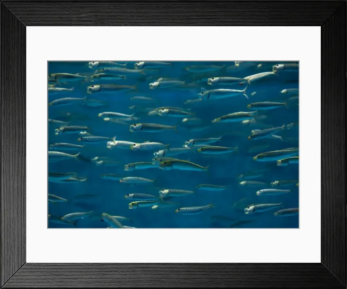 Framed Print : California Pilchard / Pacific Sardine - Pacific Ocean, Monterey, California Framed Print : California Pilchard / Pacific Sardine - Pacific Ocean, Monterey, California