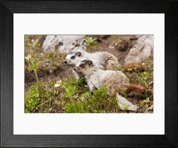 Framed Print : Two Hoary Marmots - above Chester Lake - Peter Lougheed Provincial Park near Kananaskis, Rockies, Canada