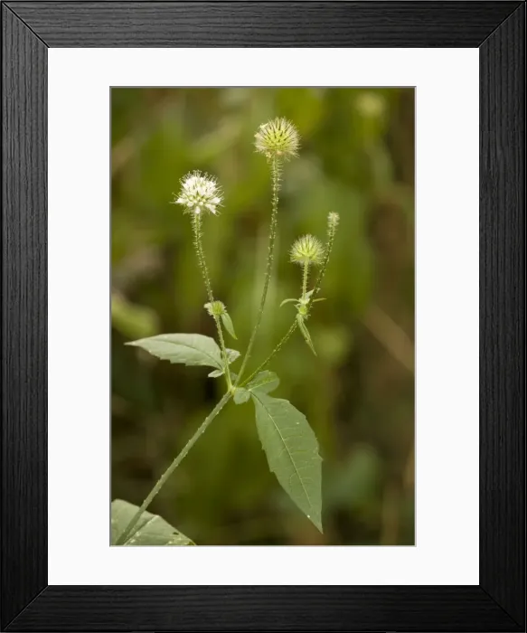 Framed Print : Small teasel (Dipsacus pilosus) in flower. Dorset Framed Print : Small teasel (Dipsacus pilosus) in flower. Dorset