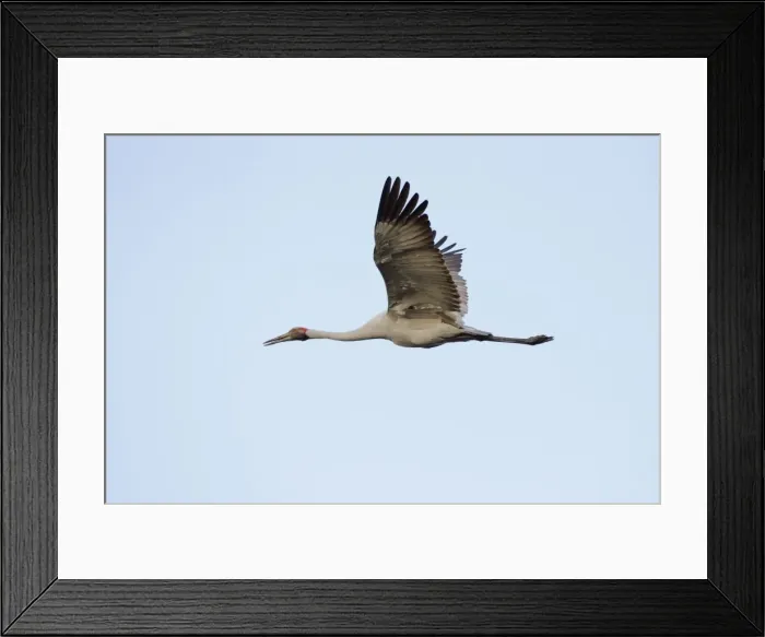 Framed Print : Brolga - in flight - official bird emblem of the state of Queensland - Australia Framed Print : Brolga - in flight - official bird emblem of the state of Queensland - Australia