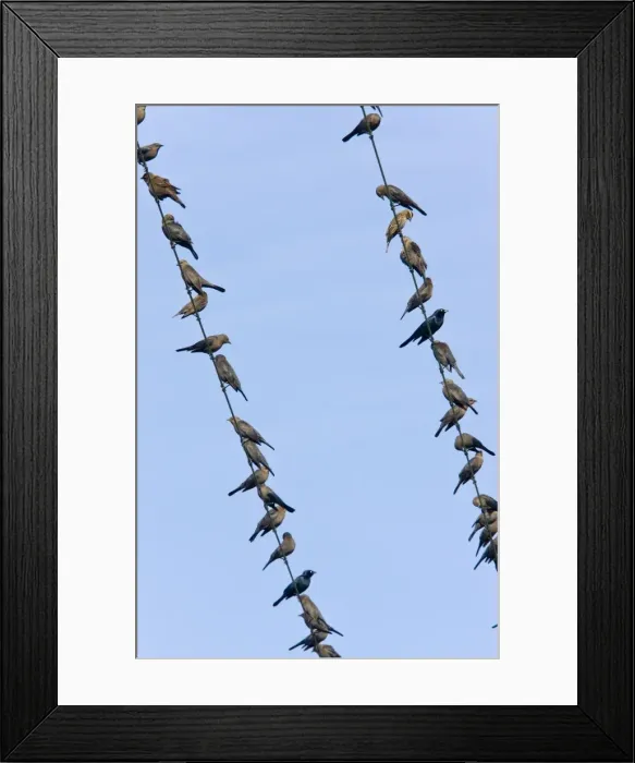 Framed Print : Brewer's Blackbirds - mainly immatures gathered on telephone wire, winter; Central Valley, California Framed Print : Brewer's Blackbirds - mainly immatures gathered on telephone wire, winter; Central Valley, California