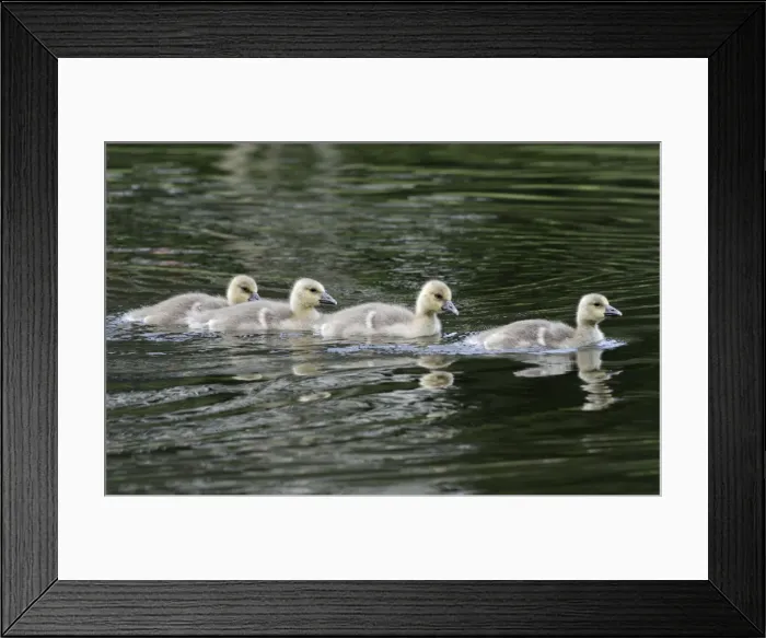 Framed Print : Greylag Goose - four gosling in lake - Hessen - Germany Framed Print : Greylag Goose - four gosling in lake - Hessen - Germany