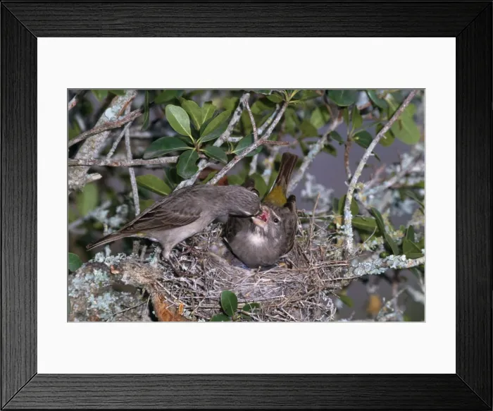 Framed Print : White-throated Canary - male regurgitating food to female Framed Print : White-throated Canary - male regurgitating food to female