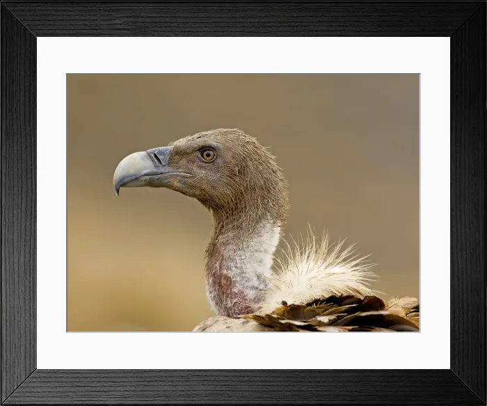 Framed Print : Eurasian Griffon Vulture - Spanish Pyrenees - December Framed Print : Eurasian Griffon Vulture - Spanish Pyrenees - December