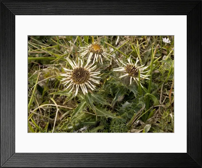 Framed Print : Carline thistle (Carlina vulgaris). Chalk grassland, Dorset Framed Print : Carline thistle (Carlina vulgaris). Chalk grassland, Dorset