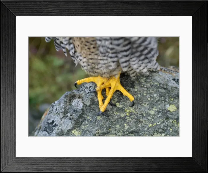 Framed Print : Peregrine Falcon