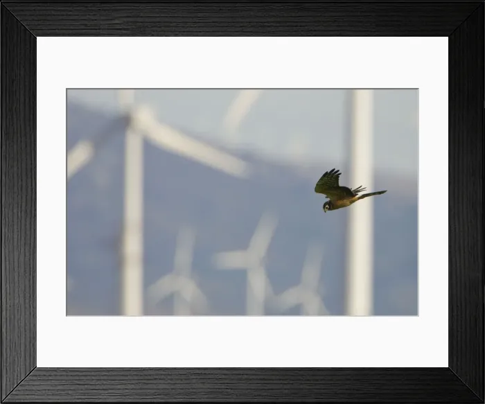 Framed Print : Montagu's Harrier - juvenile hunting for food amongst wind turbines - Tarifa - Andalucia - Spain - September