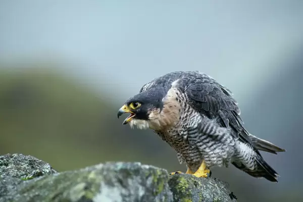 Peregrine Falcon - calling