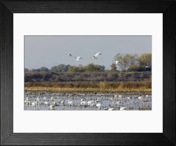 Framed Print : Tundra Swans - at wintering grounds in Central Valley, California Framed Print : Tundra Swans - at wintering grounds in Central Valley, California