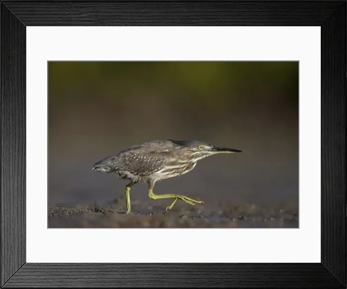 Framed Print : Mangrove / Striated Heron - showing plumage of immature bird - walking by the pools in tidal mudflats around mangrove habitat - Queensland - Australia Framed Print : Mangrove / Striated Heron - showing plumage of immature bird - walking by the pools in tidal mudflats around mangrove habitat - Queensland - Australia