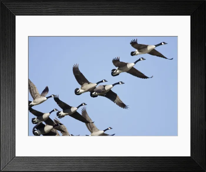 Framed Print : Canada Goose - flock in flight - Bowesfield Nature Reserve - Cleveland - UK Framed Print : Canada Goose - flock in flight - Bowesfield Nature Reserve - Cleveland - UK