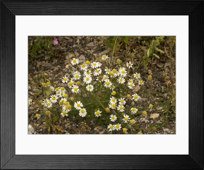 Framed Print : Scentless mayweed (Tripleurospermum inodorum = Matricaria perforata). Cornfield weed, Dorset Framed Print : Scentless mayweed (Tripleurospermum inodorum = Matricaria perforata). Cornfield weed, Dorset