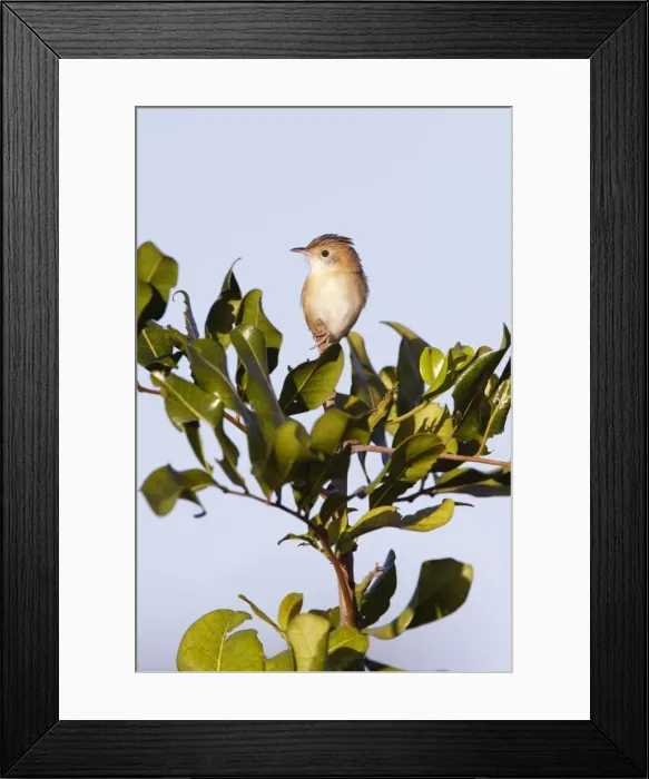 Framed Print : Golden-headed Cisticola - female - Queensland - Australia Framed Print : Golden-headed Cisticola - female - Queensland - Australia