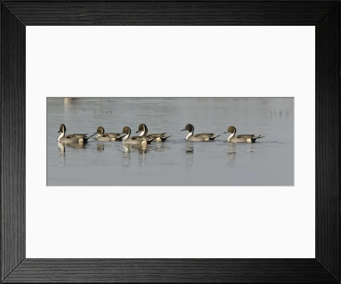 Framed Print : Northern Pintails - flock in winter Framed Print : Northern Pintails - flock in winter