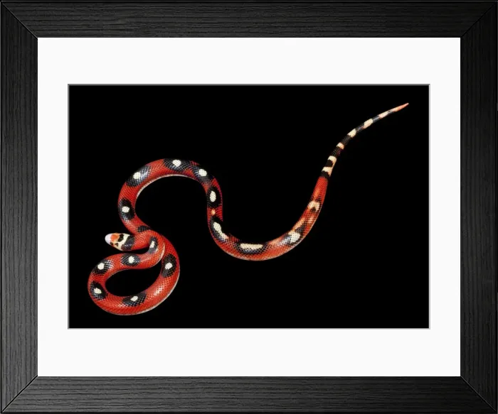 Framed Print : Honduran Milk Snake - “Motley” mutation - North and Central America - these snakes eat other snakes even venomous ones (ophiophagy) - some species of kingsnake have coloration Framed Print : Honduran Milk Snake - “Motley” mutation - North and Central America - these snakes eat other snakes even venomous ones (ophiophagy) - some species of kingsnake have coloration