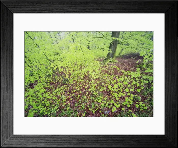 Framed Print : Beech Woodland - in spring, Lower Saxony, Germany Framed Print : Beech Woodland - in spring, Lower Saxony, Germany