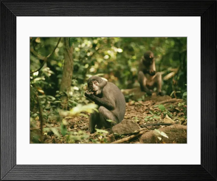 Framed Print : Sooty Managabey Monkey - Sierra Leone, West Africa Framed Print : Sooty Managabey Monkey - Sierra Leone, West Africa