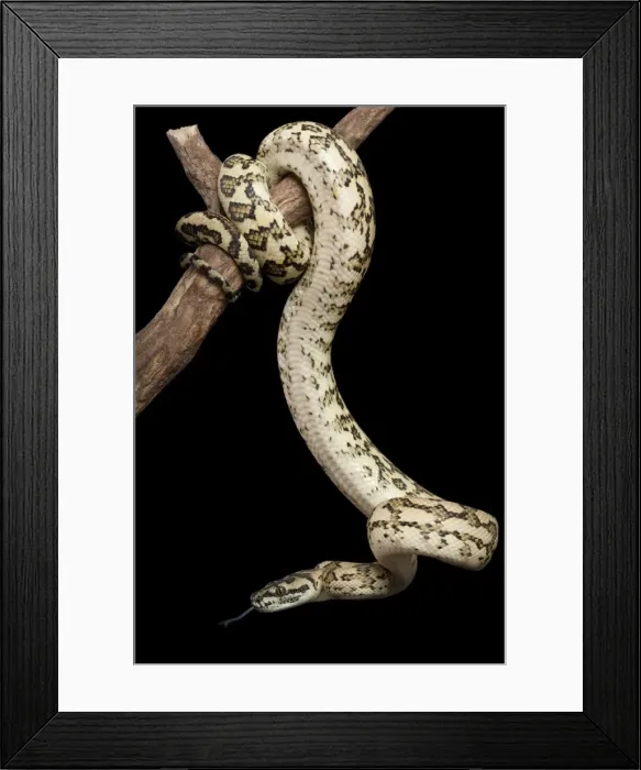 Framed Print : Coastal Carpet Python - Mcdowelly sub-species - Australia Framed Print : Coastal Carpet Python - Mcdowelly sub-species - Australia