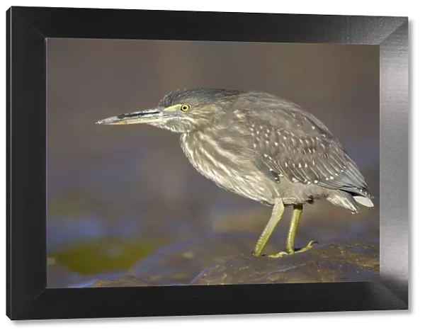 Mangrove  /  Striated Heron - showing plumage of immature bird - feeding on small fishes found in the pools in tidal mudflats around mangrove habitat - Queensland - Australia