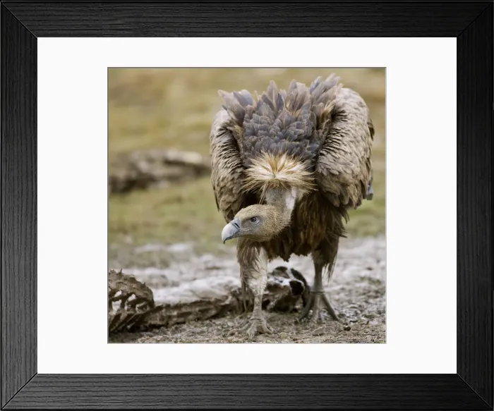 Framed Print : Eurasian Griffon Vulture - in threatening pose - Spanish Pyrenees - December Framed Print : Eurasian Griffon Vulture - in threatening pose - Spanish Pyrenees - December
