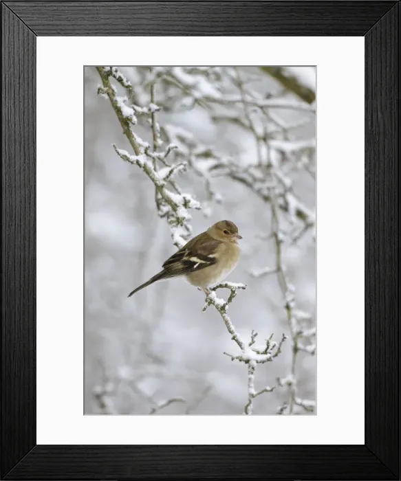 Framed Print : Chaffinch - female in snowy conditions - Cleveland - UK Framed Print : Chaffinch - female in snowy conditions - Cleveland - UK
