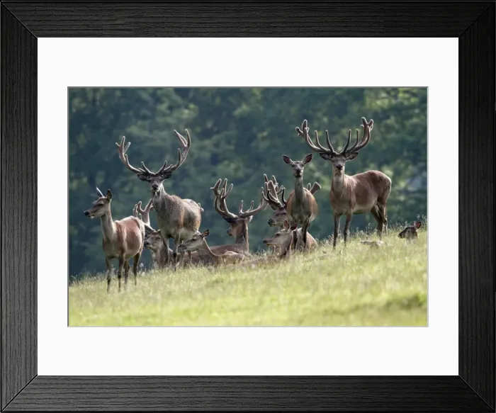 Framed Print : Red Deer - herd of stags and hinds - alert on meadow - Hessen - Germany Framed Print : Red Deer - herd of stags and hinds - alert on meadow - Hessen - Germany