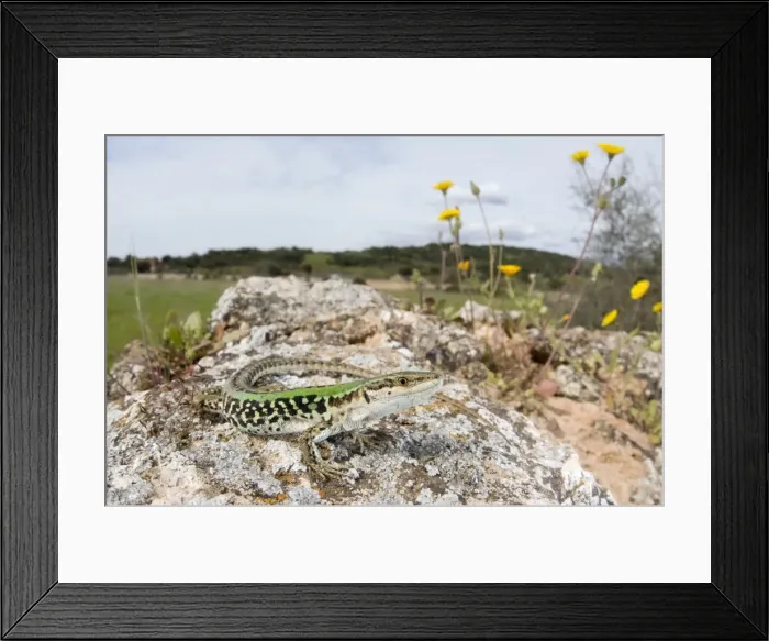 Framed Print : Italian Wall Lizard - in habitat - male - Italy